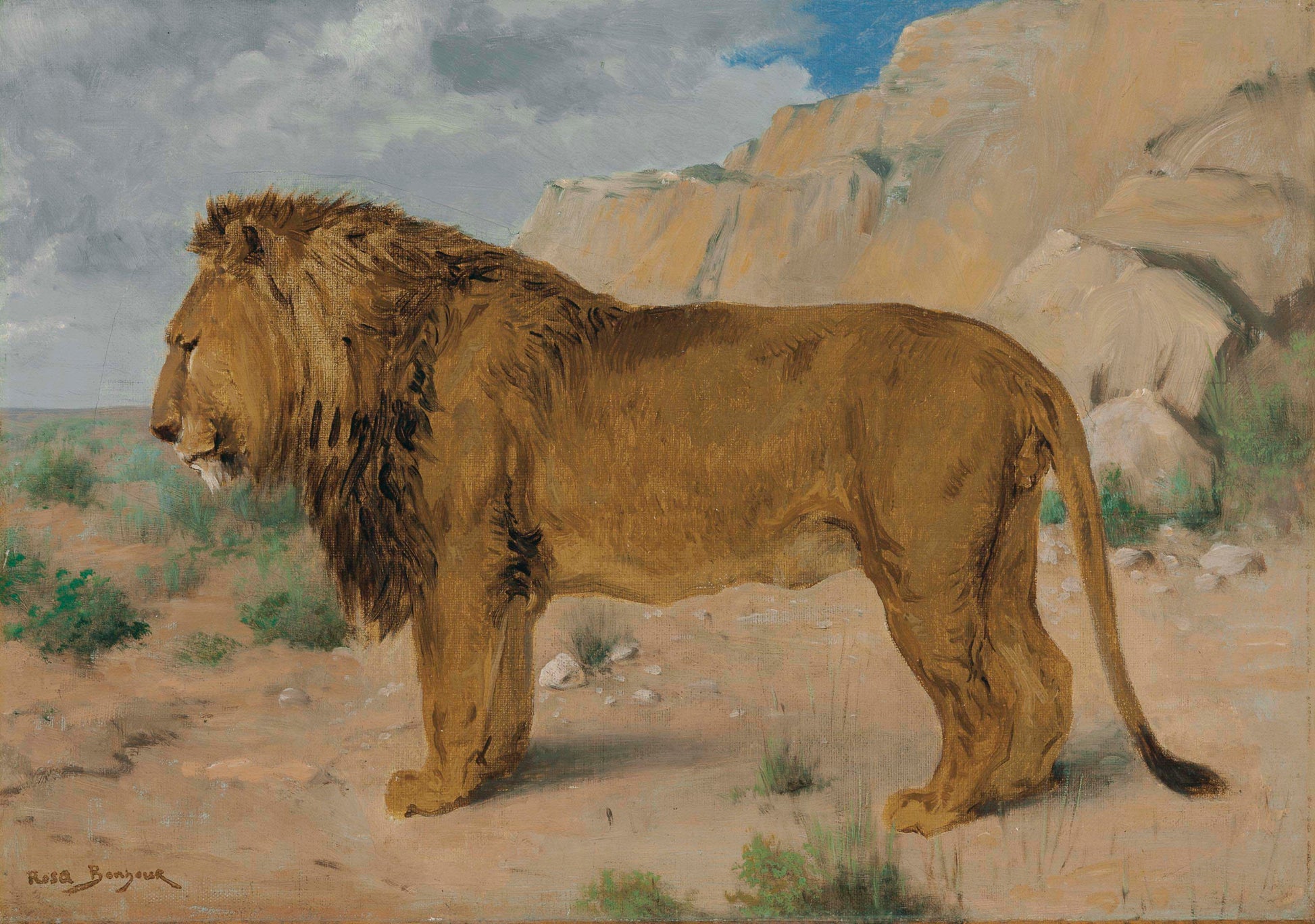 Étude d'un lion - Rosa Bonheur