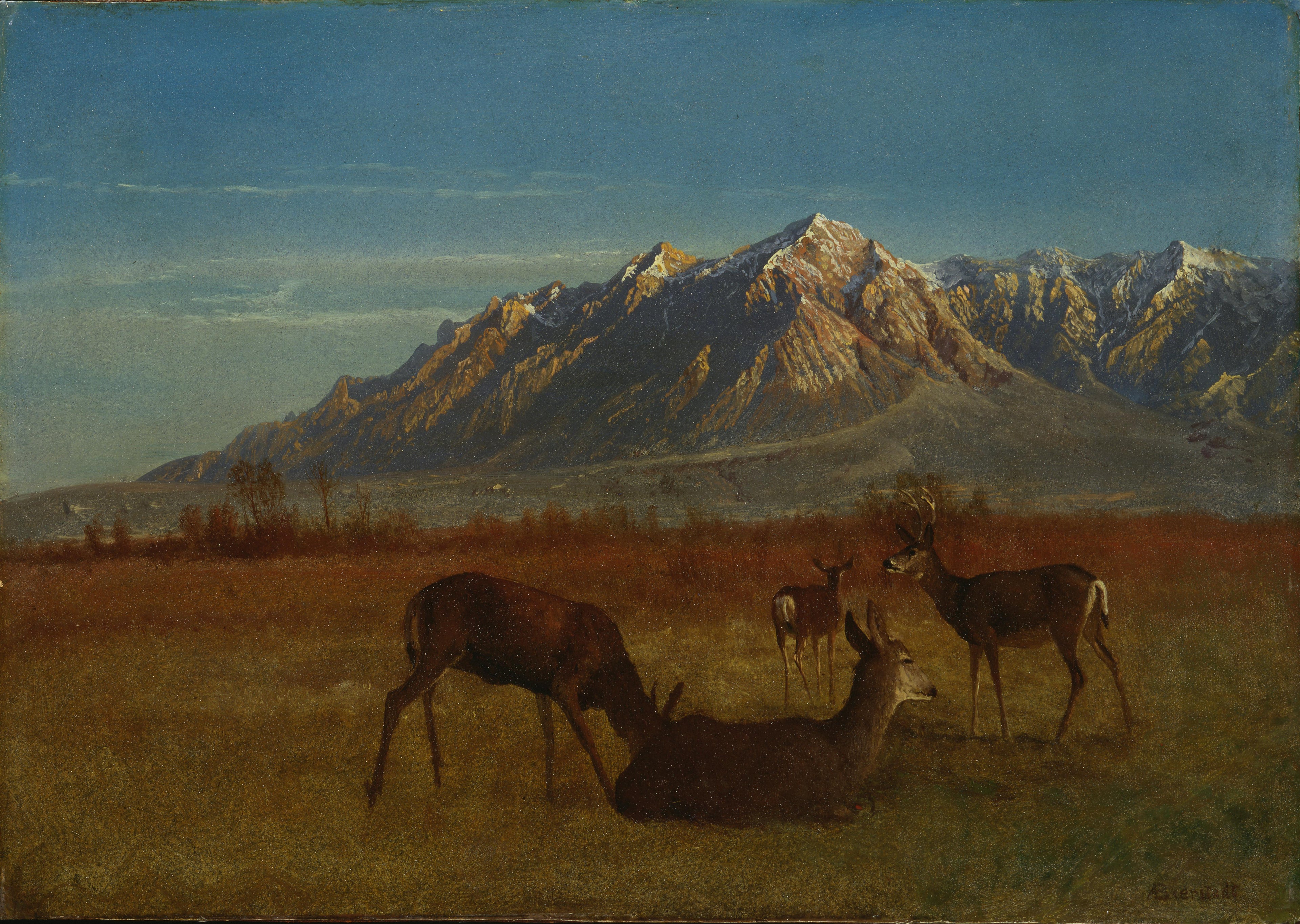Cerf dans une maison de montagne - Albert Bierstadt