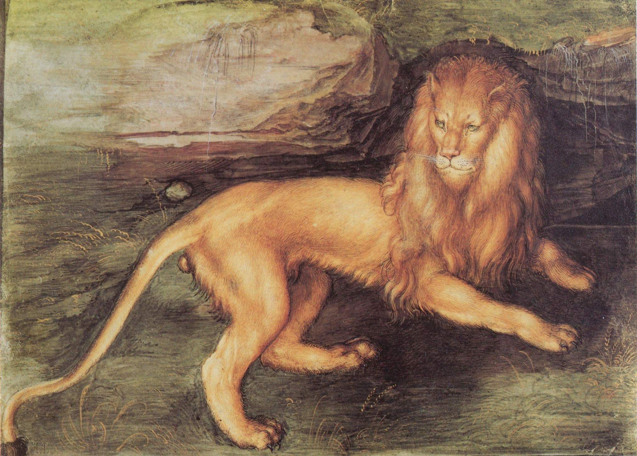 Lejon - Albrecht Dürer