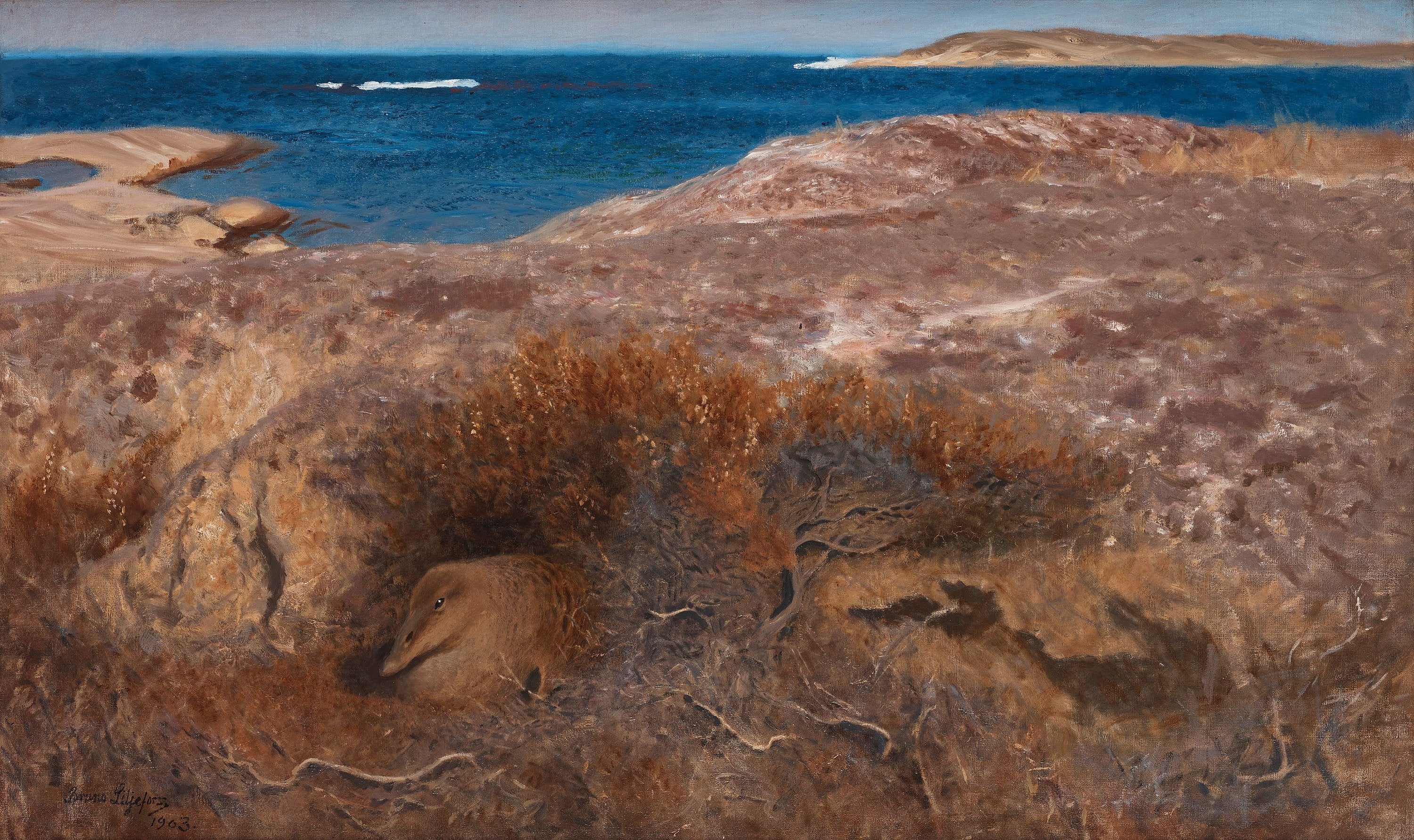Eider couveur - Bruno Liljefors