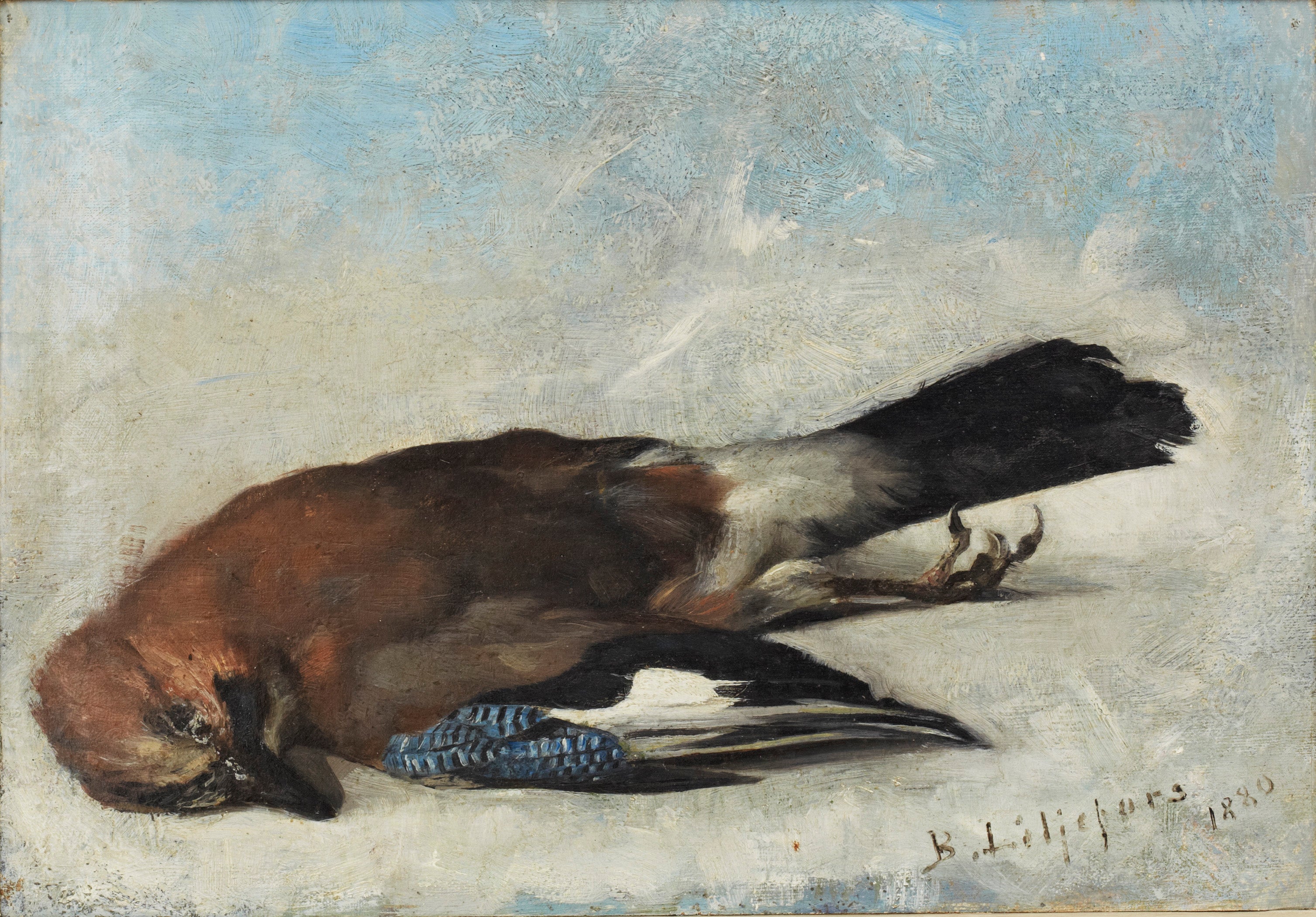 geai eurasien - Bruno Liljefors