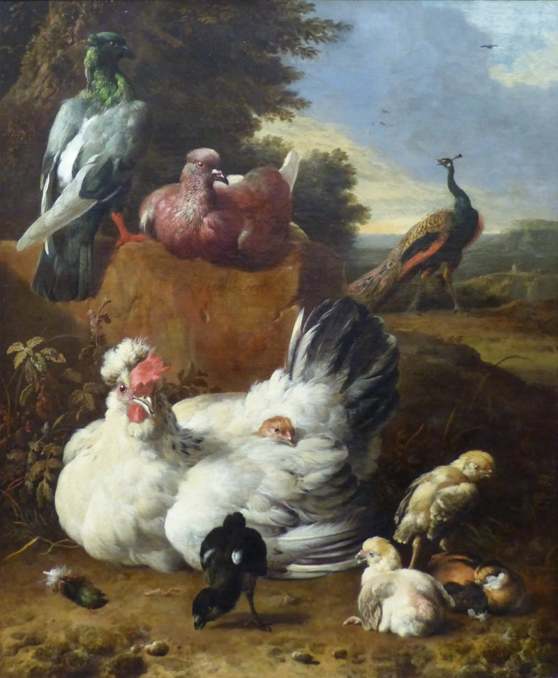 Den vita hönan - Melchior de Hondecoeter