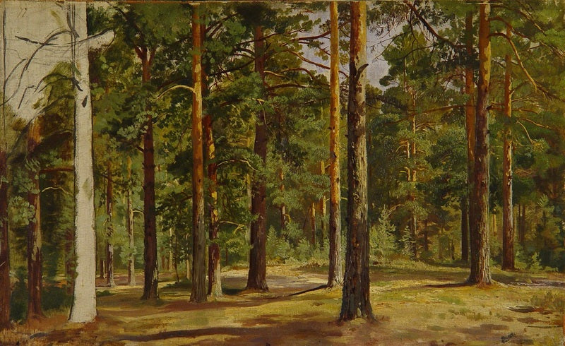 Forêt de pins. Esquisse inachevée - Ivan Chichkine