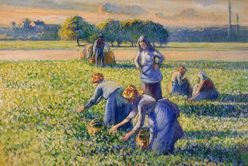 Ärtskörden - Camille Pissarro