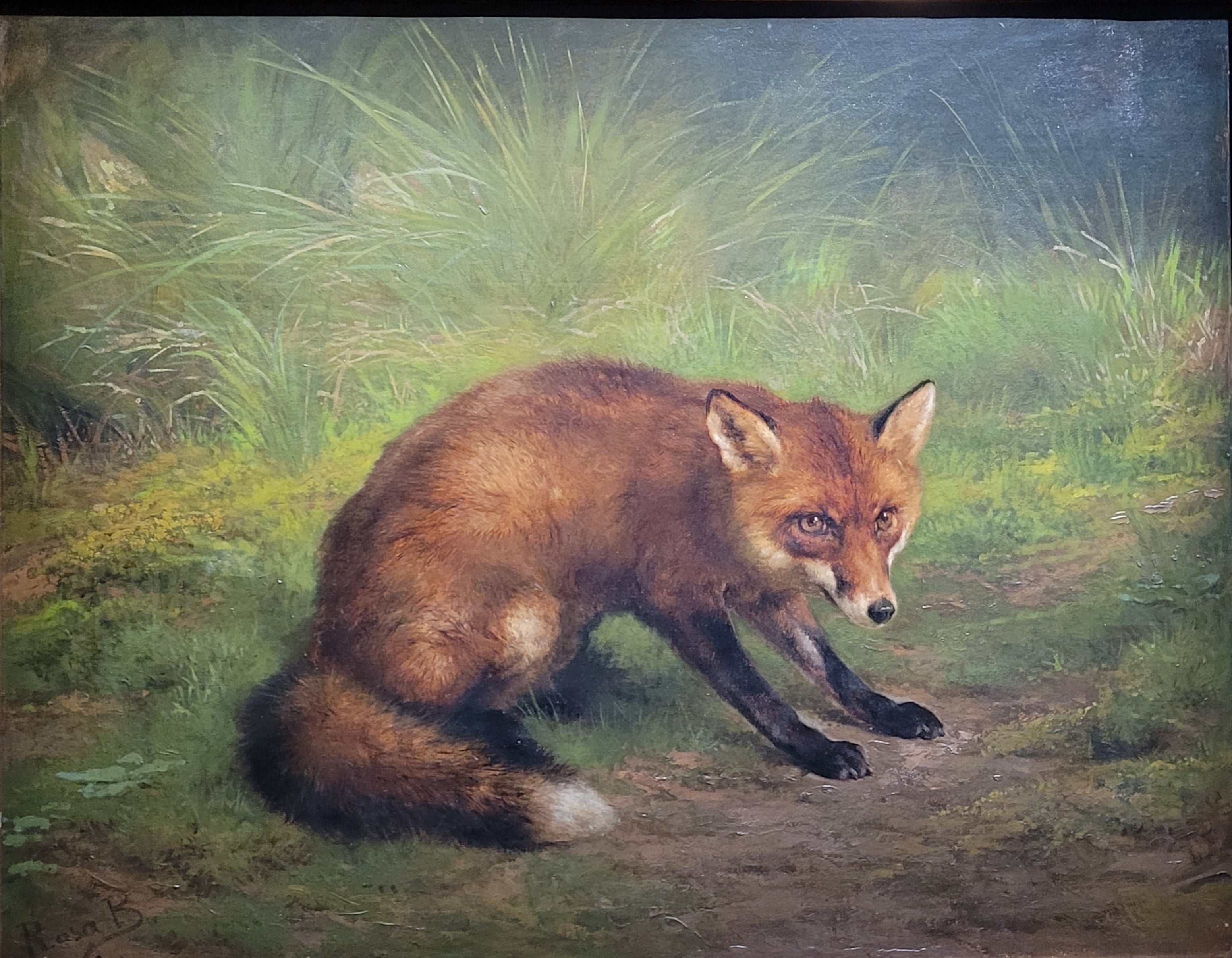 Étude de renard - Rosa Bonheur