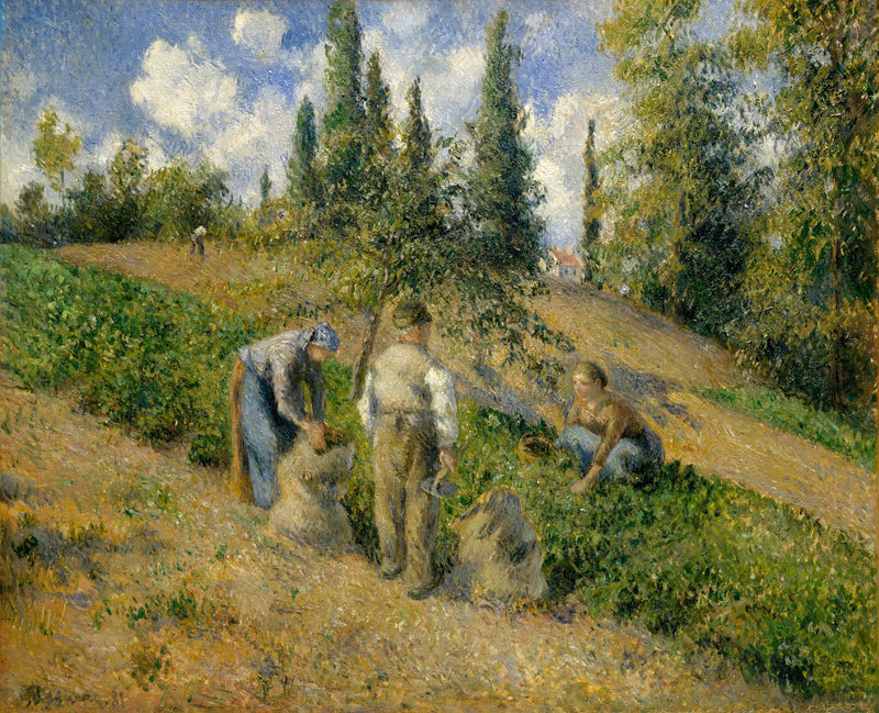 Skörden, Pontoise - Camille Pissarro