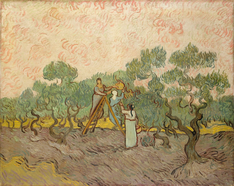Kvinnor som plockar oliver - Vincent van Gogh