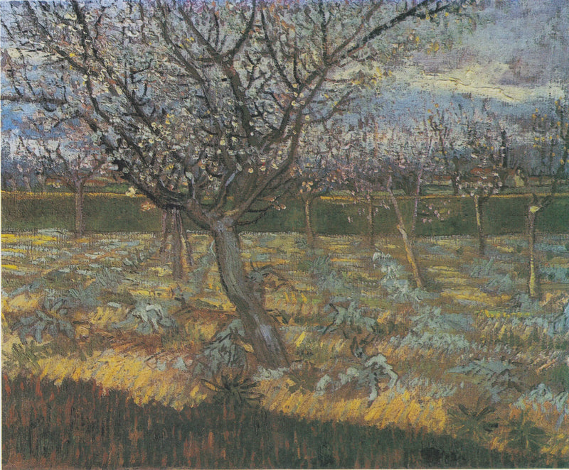 Blommande aprikosträd - Vincent van Gogh