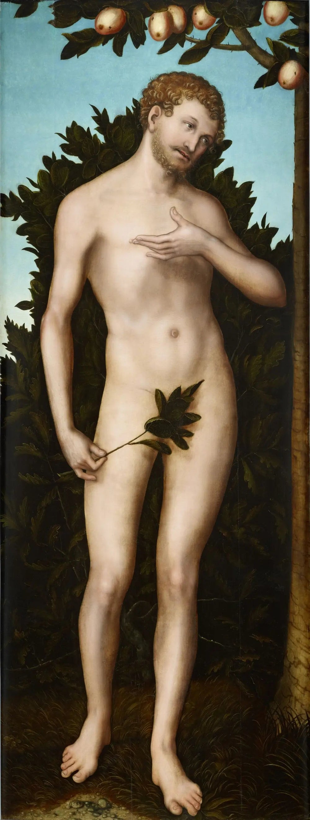 Adam - Lucas Cranach the Elder - Alpha Reproduction
