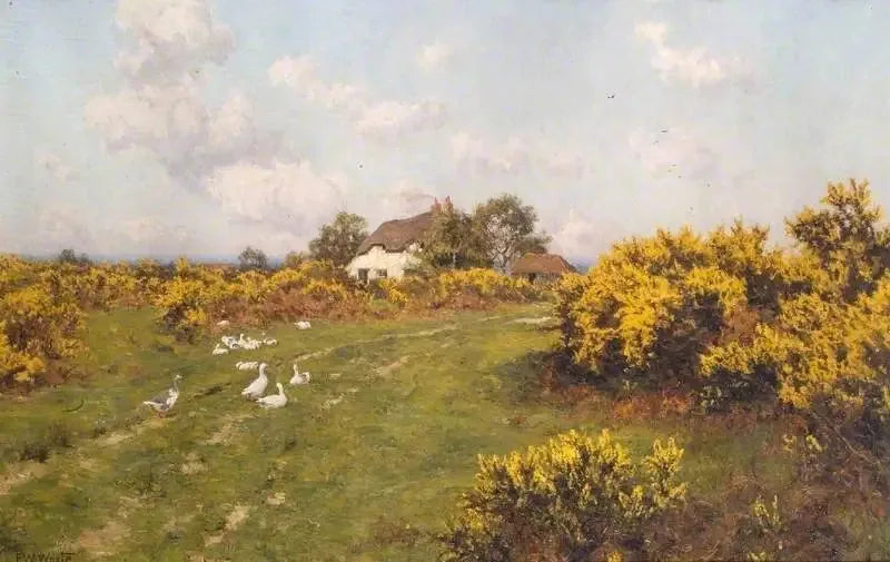 Ginsters på en kommunal mark i Berkshire (Bucklebury Common) - Edward Wilkins Waite