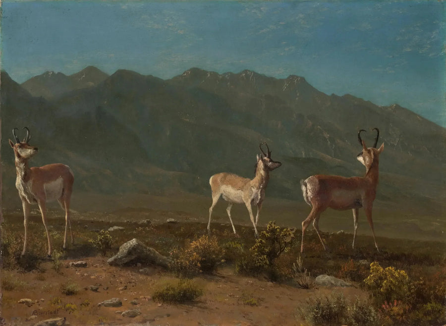 Antilop (Antilop från Arizona) - Albert Bierstadt