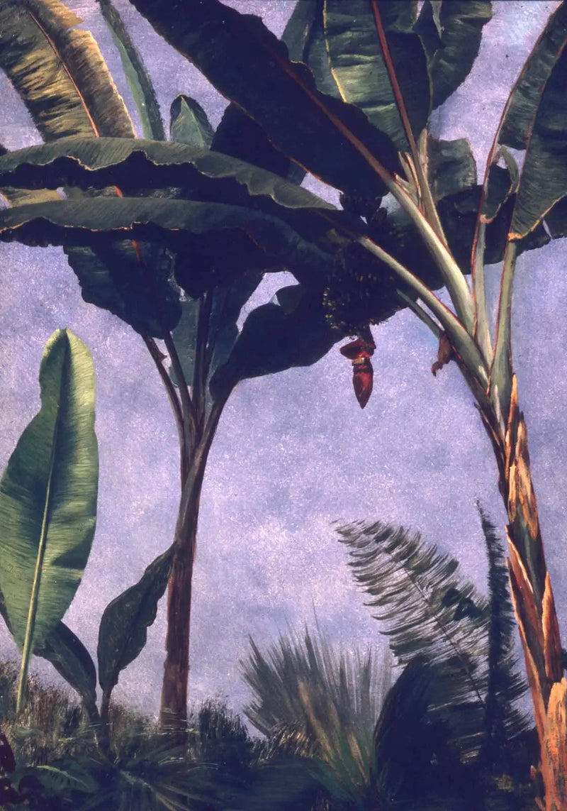 Bananplantor - Albert Bierstadt