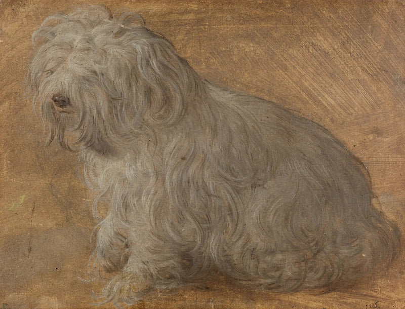 Malteserhund - Titian