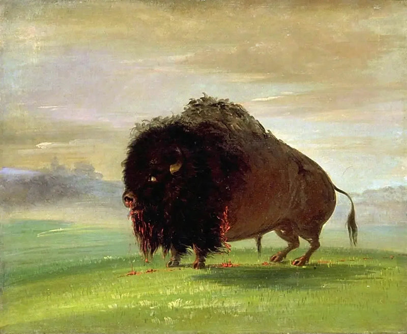 Skadat bison, som sprider sitt blod över ängarna - George Catlin