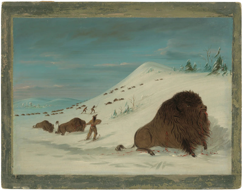 Bison som kastar sig in i snödrivorna - Sioux - George Catlin