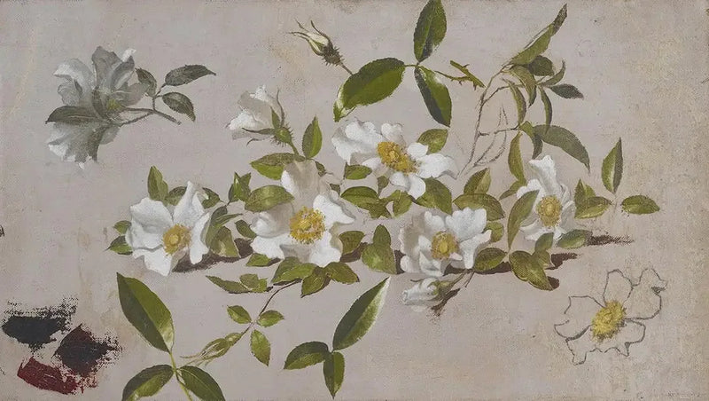 Cherokee-rosenbuskar - Martin Johnson Heade