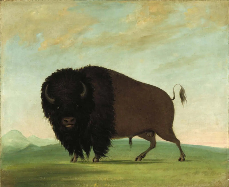 Hane som betar på ängen - George Catlin