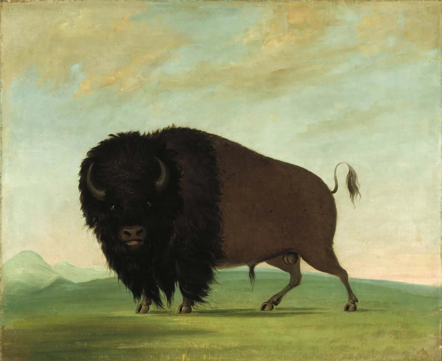 Hane som betar på ängen - George Catlin