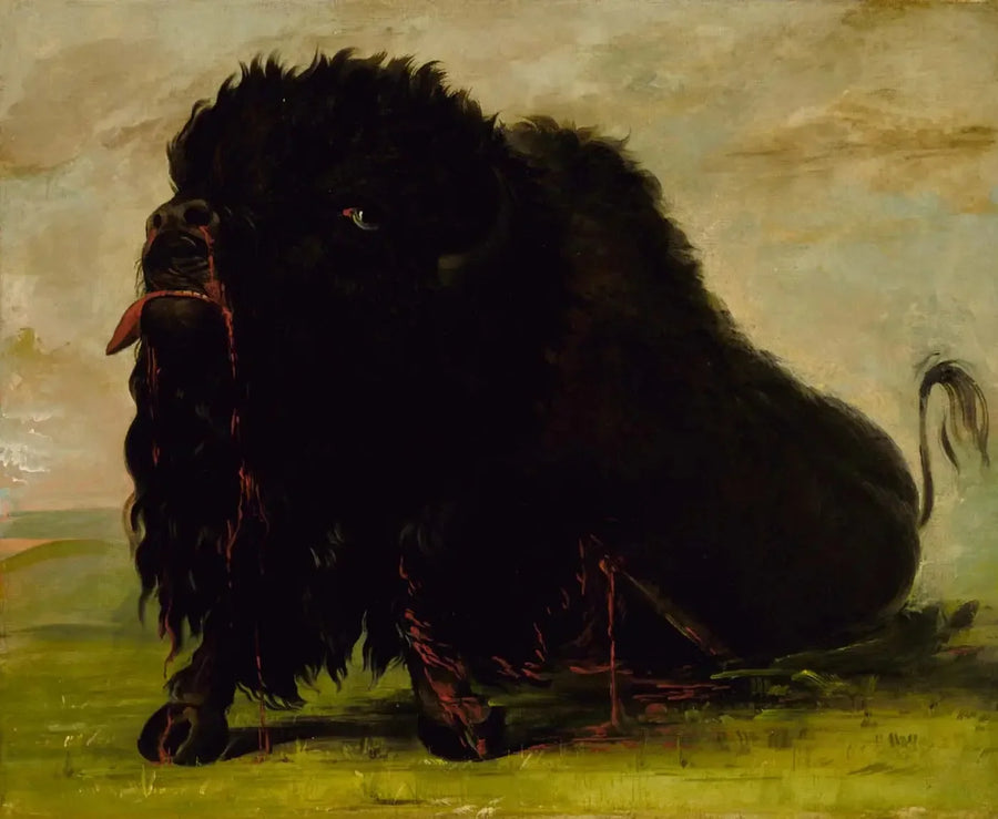 Döende buffel, träffad av en pil - George Catlin