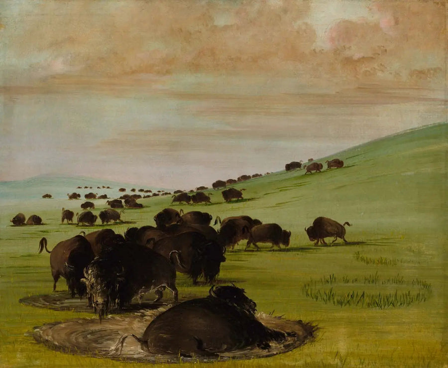 Hanar i en gyttja - George Catlin