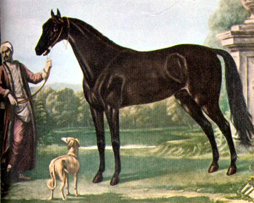 The Byerley Turk with a Groom - John Wootton