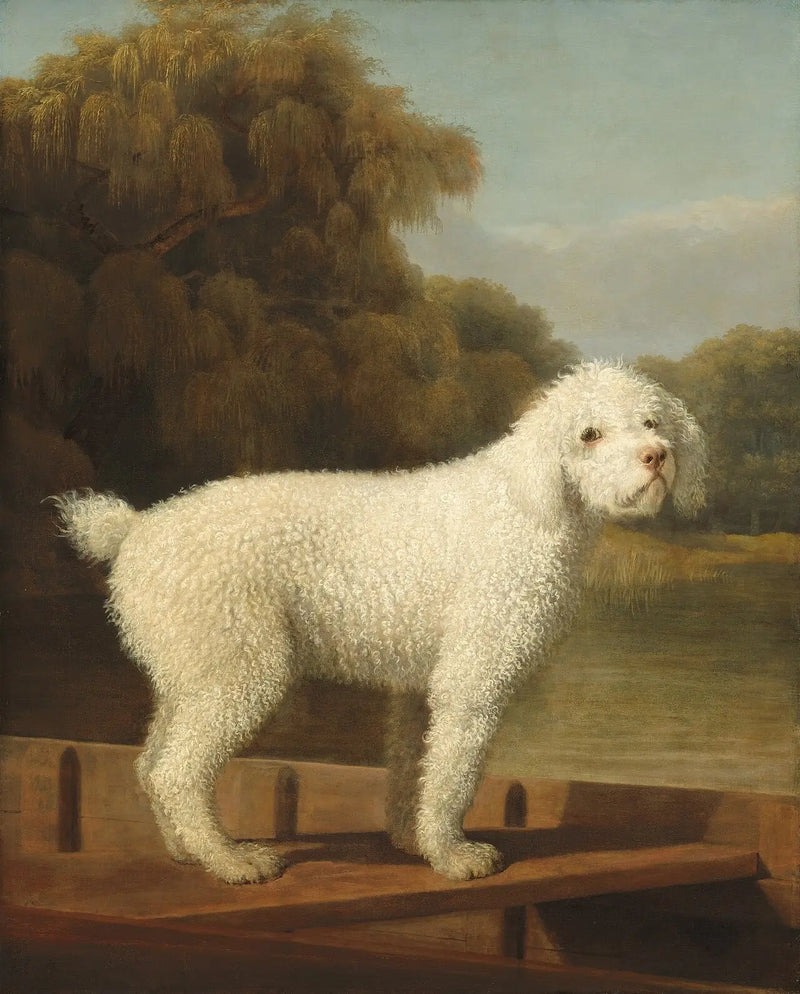 Vit pudel i en Punt - George Stubbs