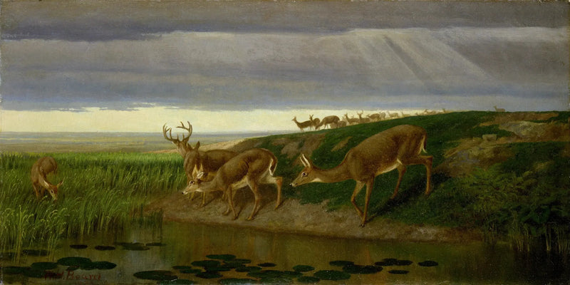 Kråka på prärien - William Holbrook