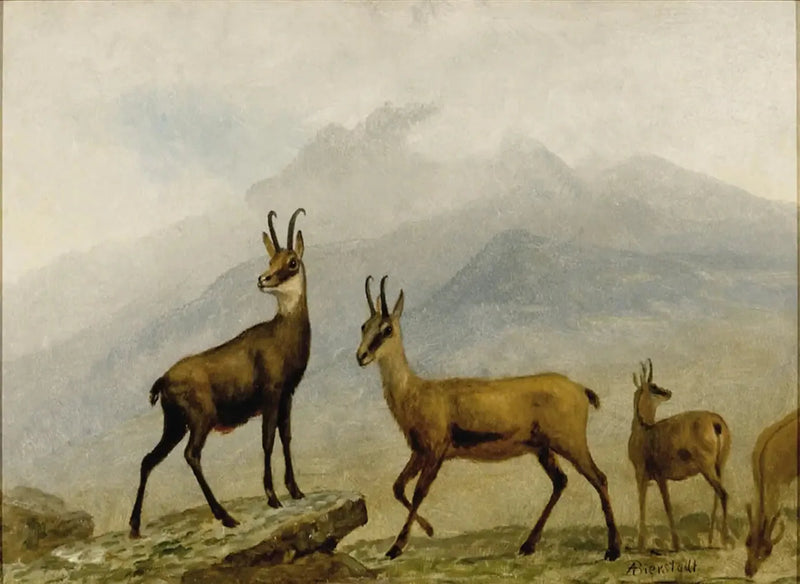 Kojoskin - Albert Bierstadt