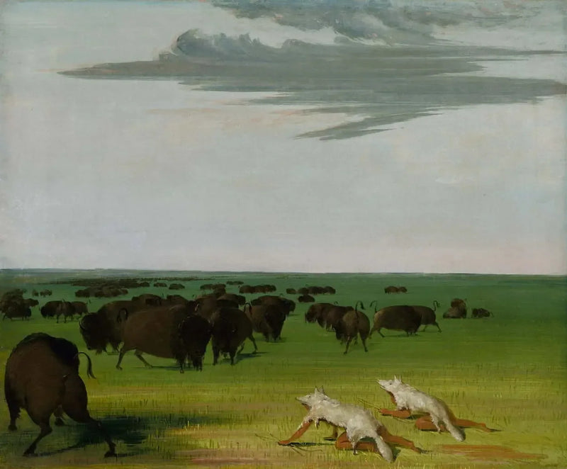 Bisonjakt under vargskinnsmasken - George Catlin