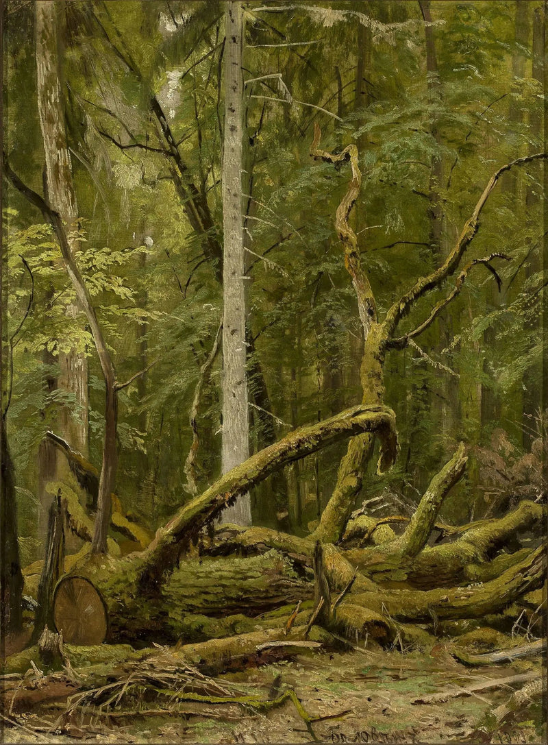 Sågat ek - Ivan Chichkine