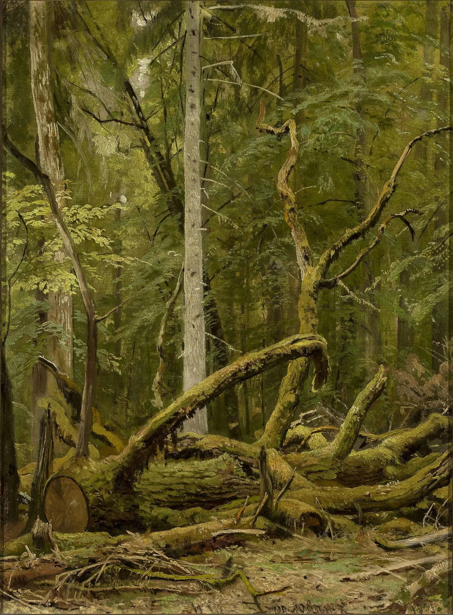 Sågat ek - Ivan Chichkine