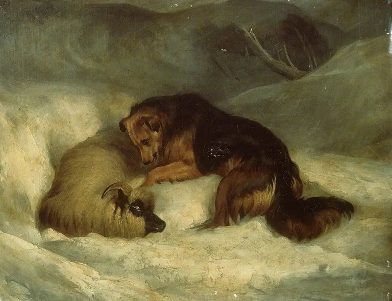 Highland herdehund i snön (tidigare känd som 
