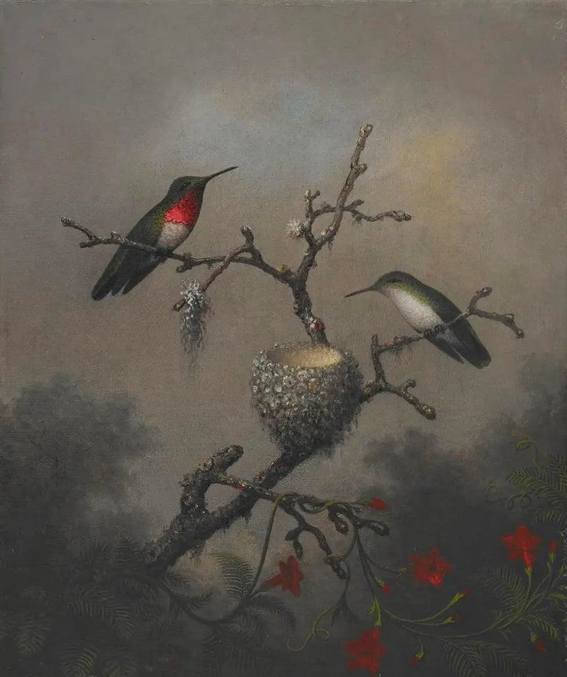 Rubinbrynad kolibri - Martin Johnson Heade
