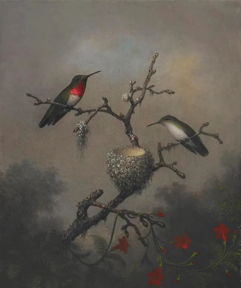Rubinbrynad kolibri - Martin Johnson Heade