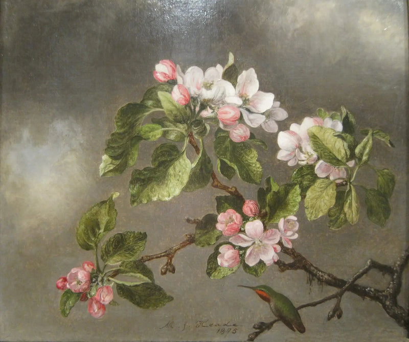 Kolibri och äppelblom - Martin Johnson Heade