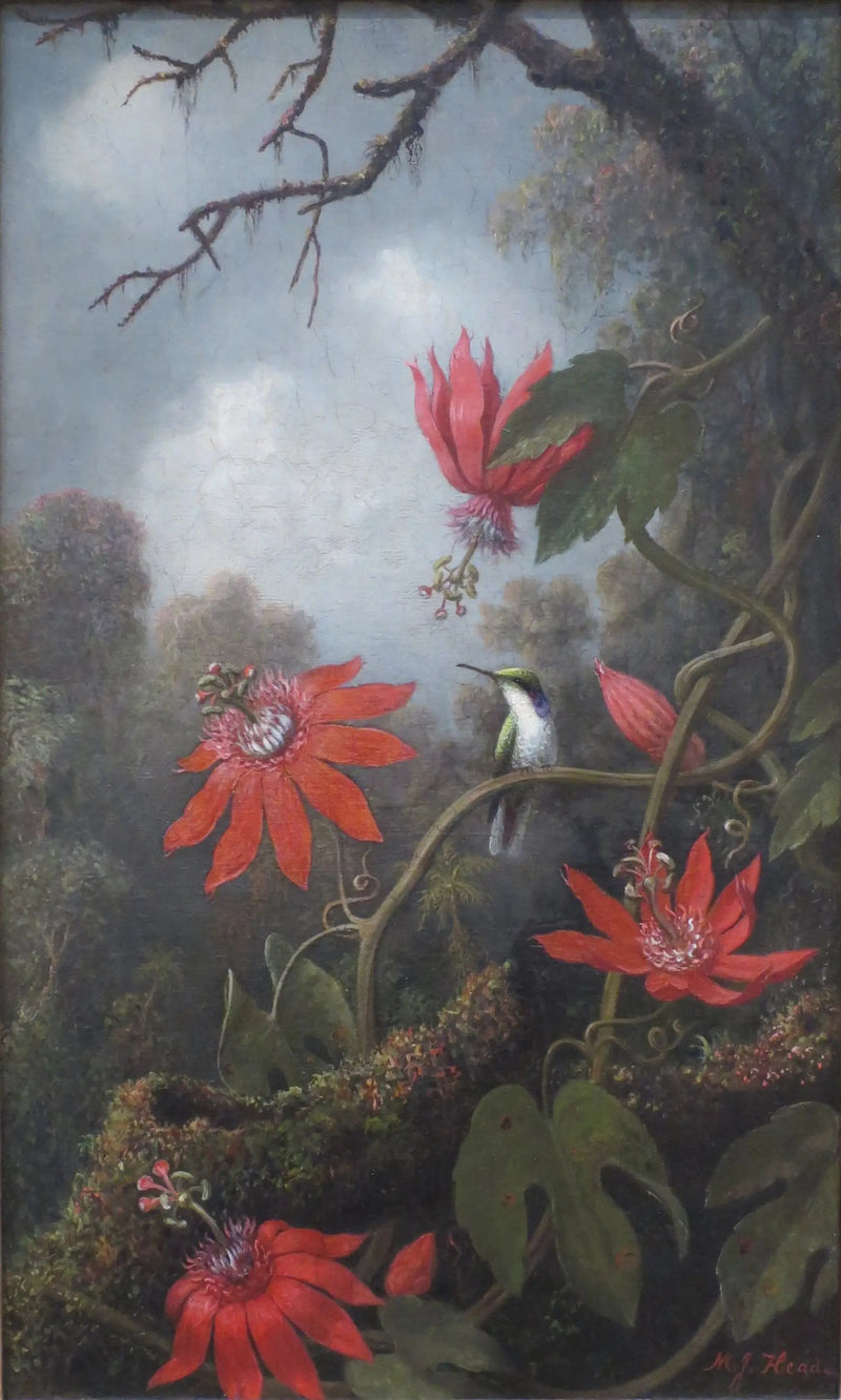 Kolibri och passifloror - Martin Johnson Heade