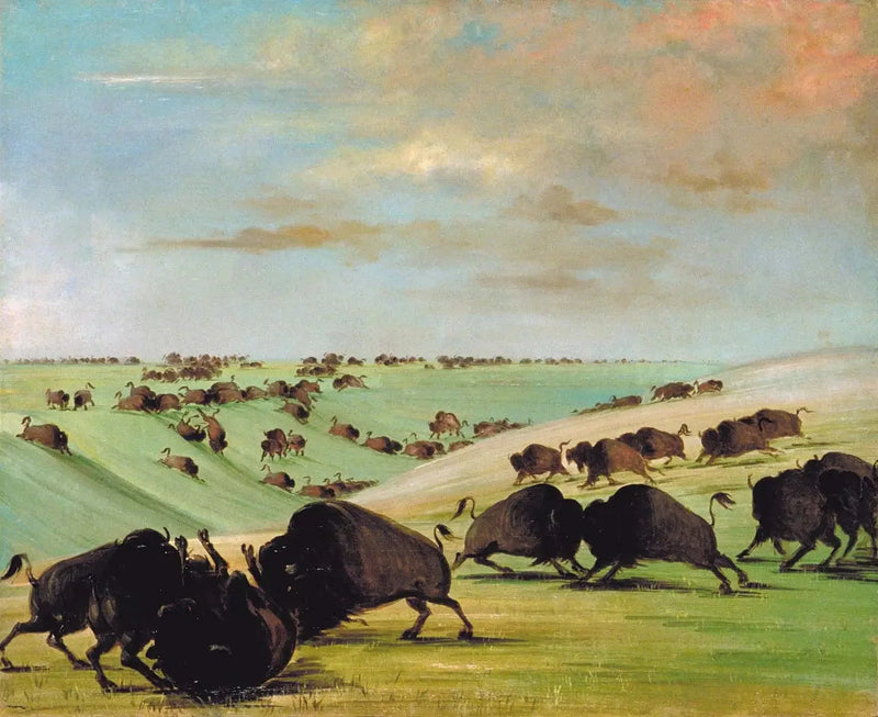 Bufflettävlingar under löpsäsongen, Haut-Missouri - George Catlin