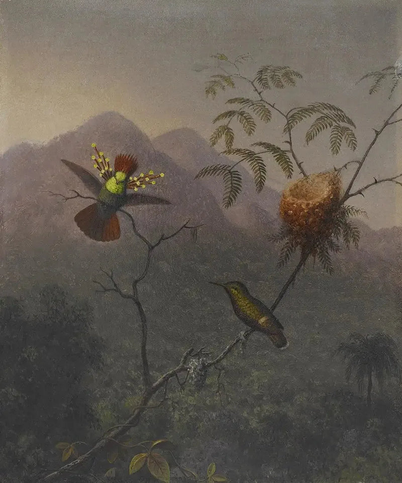 Fjädrig coquette - Martin Johnson Heade