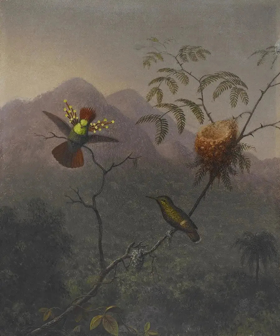 Fjädrig coquette - Martin Johnson Heade