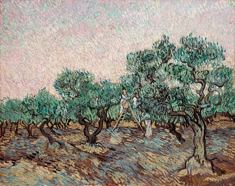 Olivplockning - Vincent van Gogh