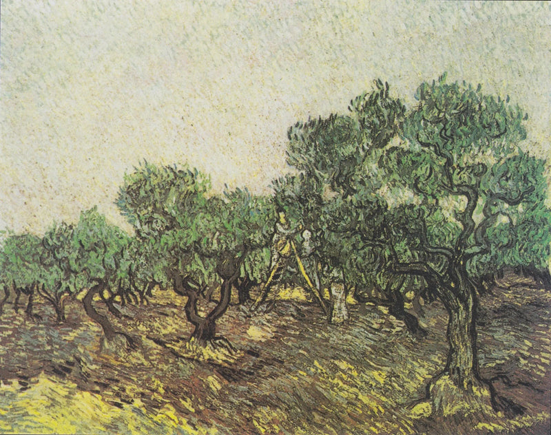 Olivplockning - Vincent van Gogh