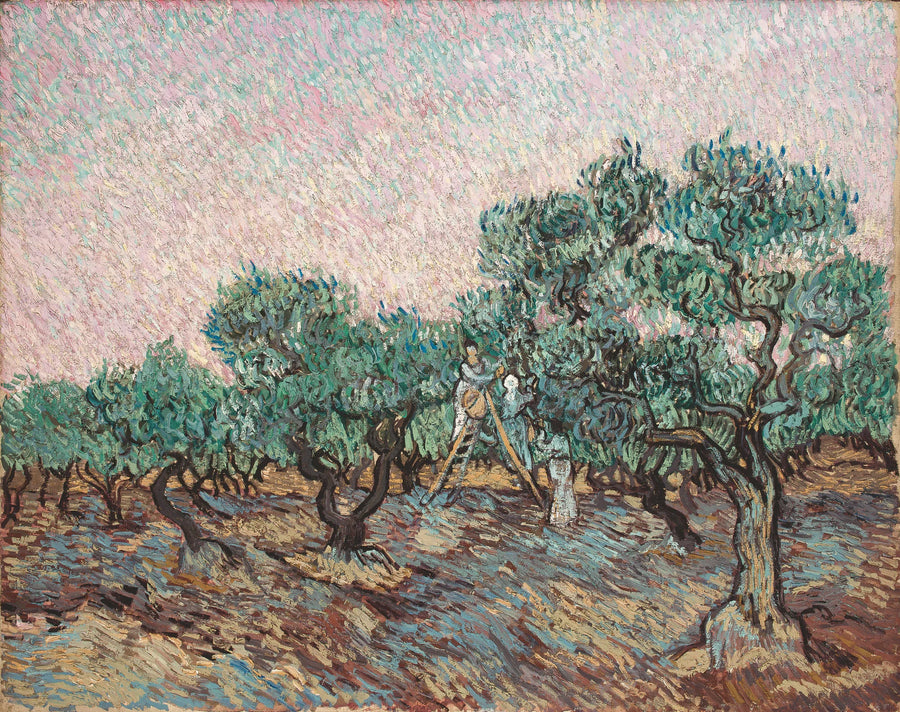 Olivplockningen - Vincent van Gogh