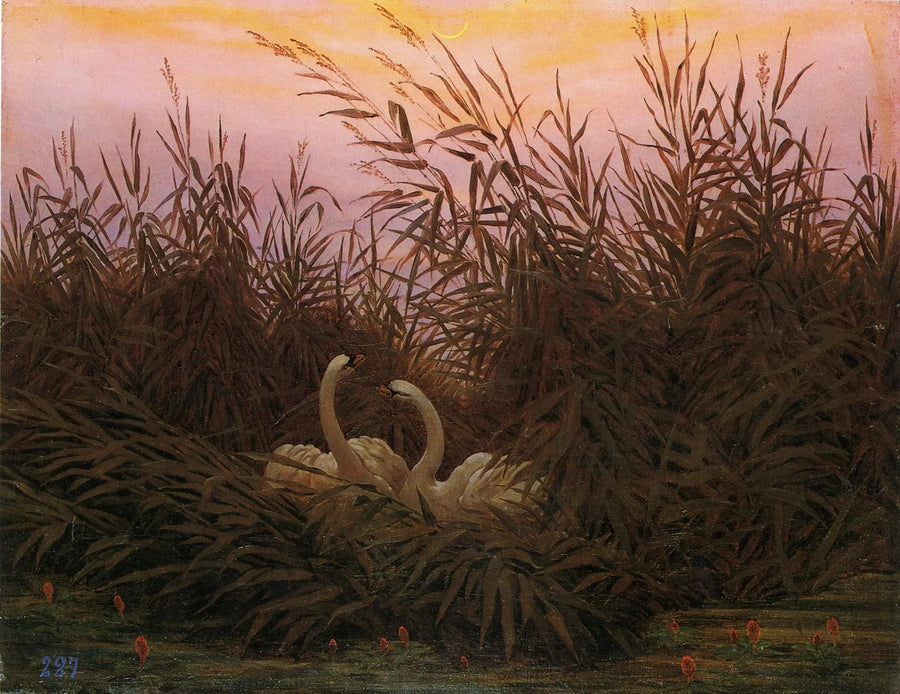Svanar i vass vid första gryningen - Caspar David Friedrich