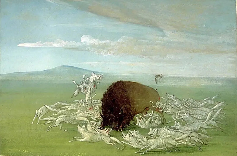 Vitvargar attackerar en hane av bison - George Catlin