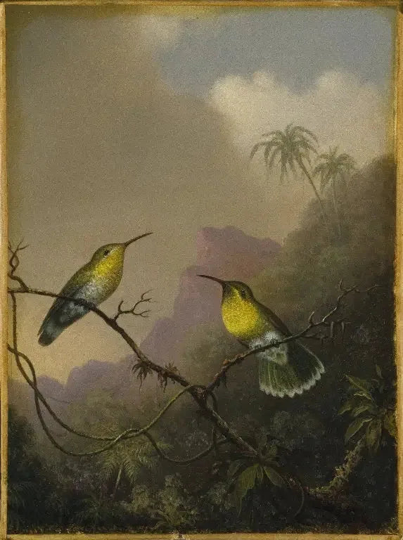 Två kolibrier: amazili med kopparfärgad stjärt - Martin Johnson Heade