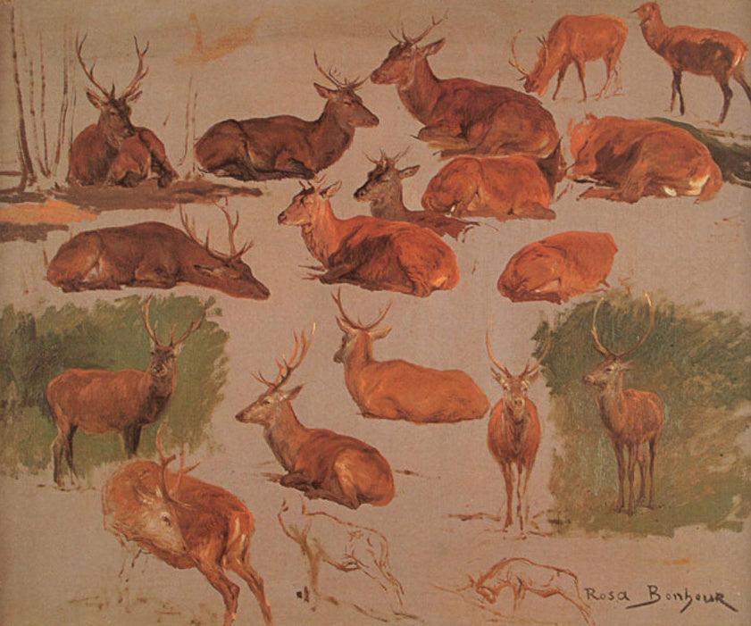 Dix-neuf études de cerfs - Rosa Bonheur