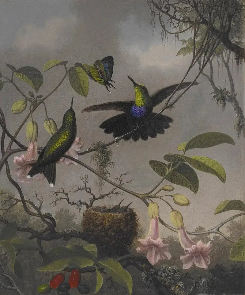 Dryad med tvåfärgad svans - Martin Johnson Heade