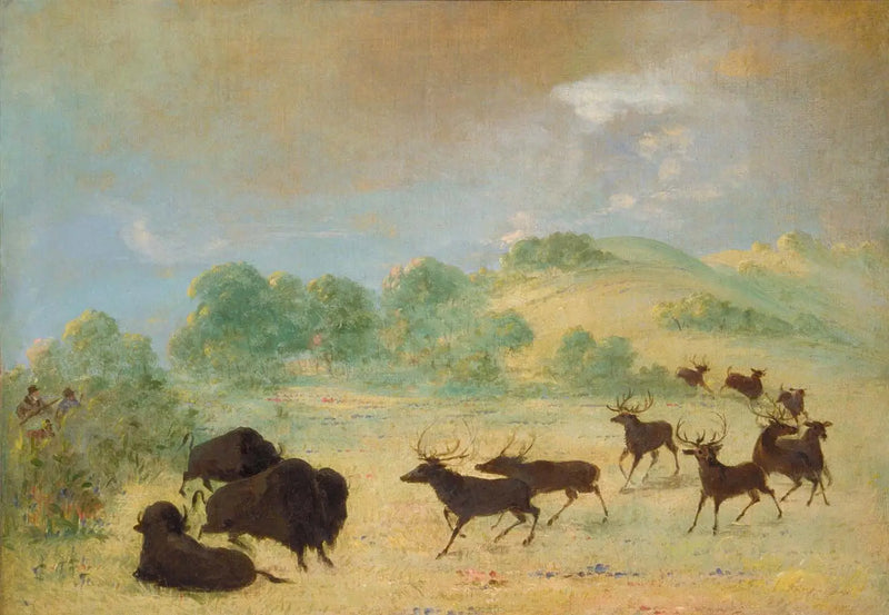Elan och bison som lär känna varandra, Texas - George Catlin