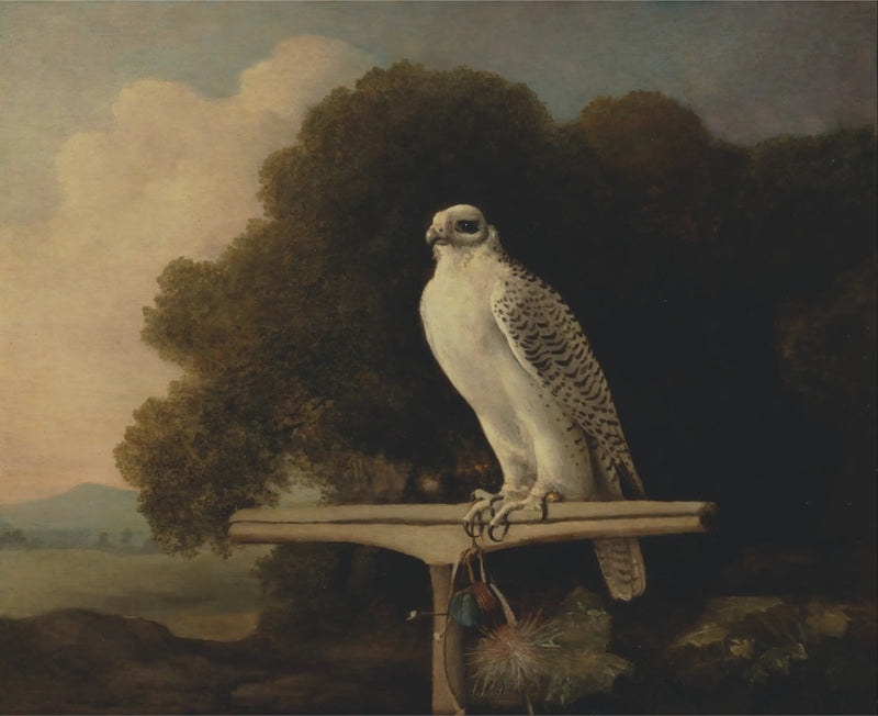 Grönlandshök - George Stubbs