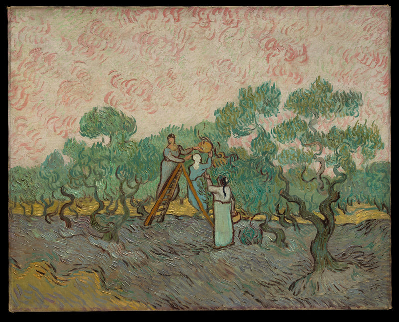 Kvinnor som plockar oliver - Vincent van Gogh